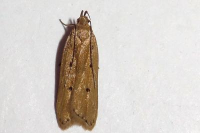Acompsia antirrhinella/tripunctella