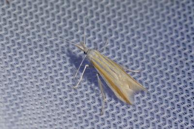 Coleophora caelebipennella
