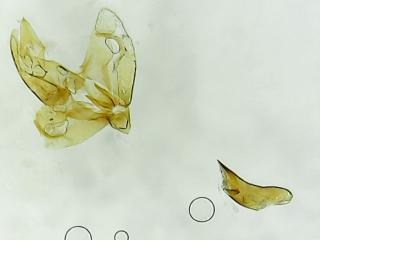 Borkhausenia minutella