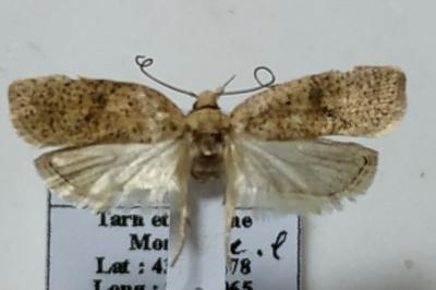 Agonopterix assimilella