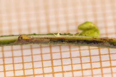 Leucoptera spartifoliella