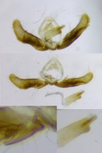 Pammene argyrana
