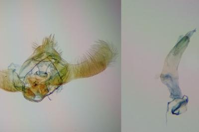 Epinotia immundana