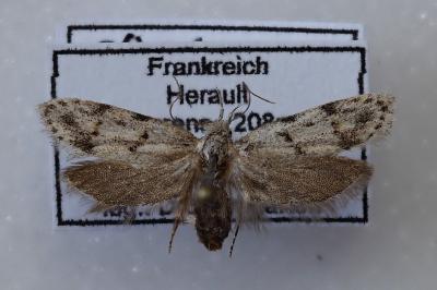 Symmoca signatella