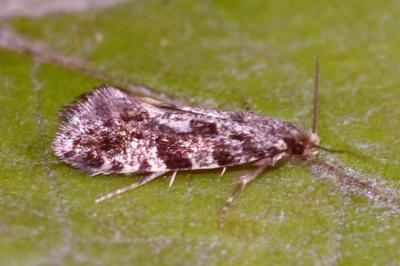 Nemapogon granellus