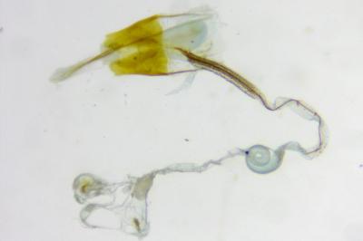 Coleophora asteris