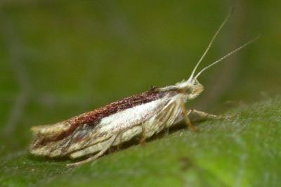 Ypsolopha parenthesella