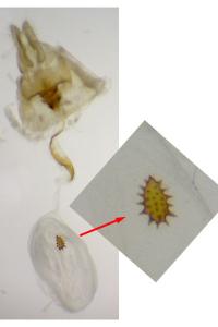 Acleris ferrugana