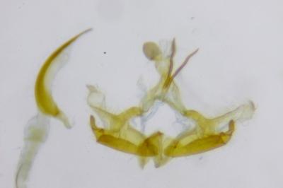 Coleophora asteris