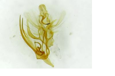 Dichomeris alacella