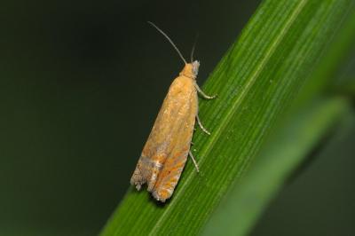 Lathronympha strigana