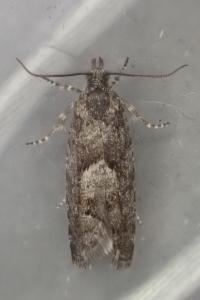 Epinotia pygmaeana