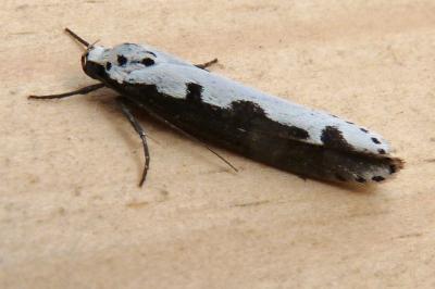 Ethmia bipunctella