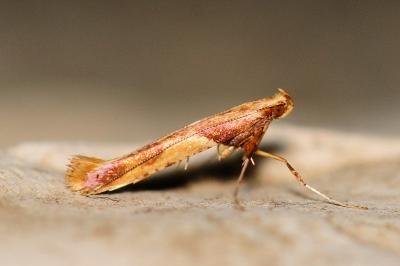 Caloptilia