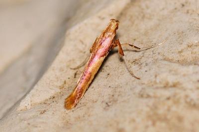 Caloptilia