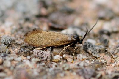 Incurvaria koerneriella
