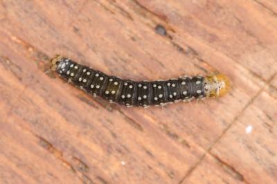 Aphelia viburnana