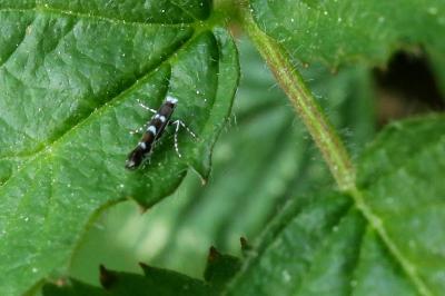 Parectopa robiniella