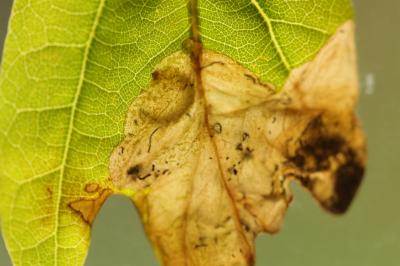 Dyseriocrania subpurpurella