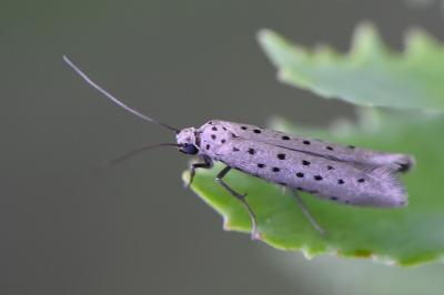 Yponomeuta sedella