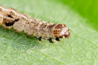 Ypsolopha nemorella