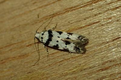 Pseudotelphusa scalella