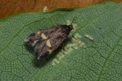 Borkhausenia minutella
