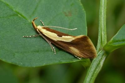 Harpella forficella