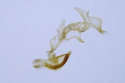 Cochylis epilinana