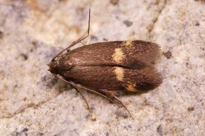 Borkhausenia minutella