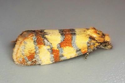 Aethes tesserana