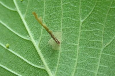 Coleophora limosipennella