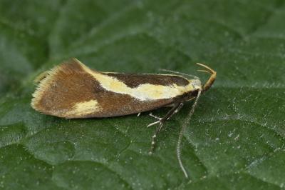 Harpella forficella