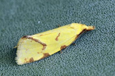Agapeta hamana