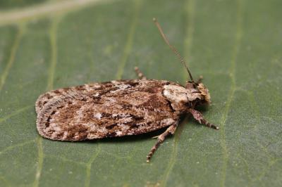 Depressaria douglasella