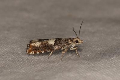 Epinotia demarniana