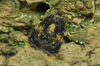 Spatalistis bifasciana