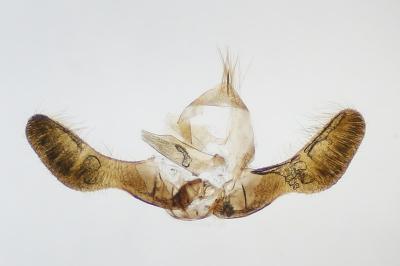 Pammene albuginana