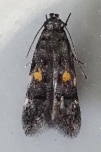Teleiodes flavimaculella