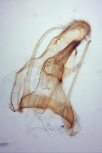 Teleiodes flavimaculella