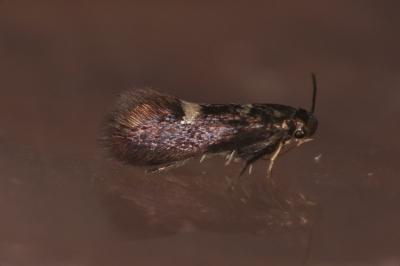 Heliozela resplendella