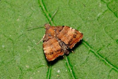 Choreutis pariana
