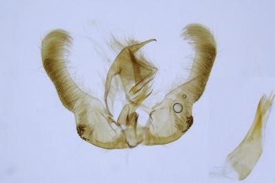Epinotia caprana
