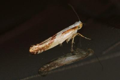Argyresthia bonnetella