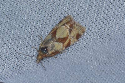 Aethes piercei