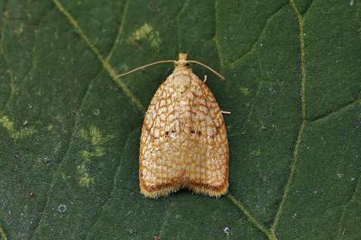Acleris forsskaleana