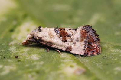 Neocochylis hybridella