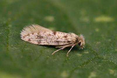 Eumasia parietariella