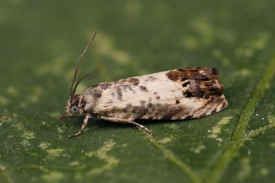 Pammene fasciana