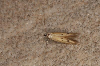 Epidola stigma